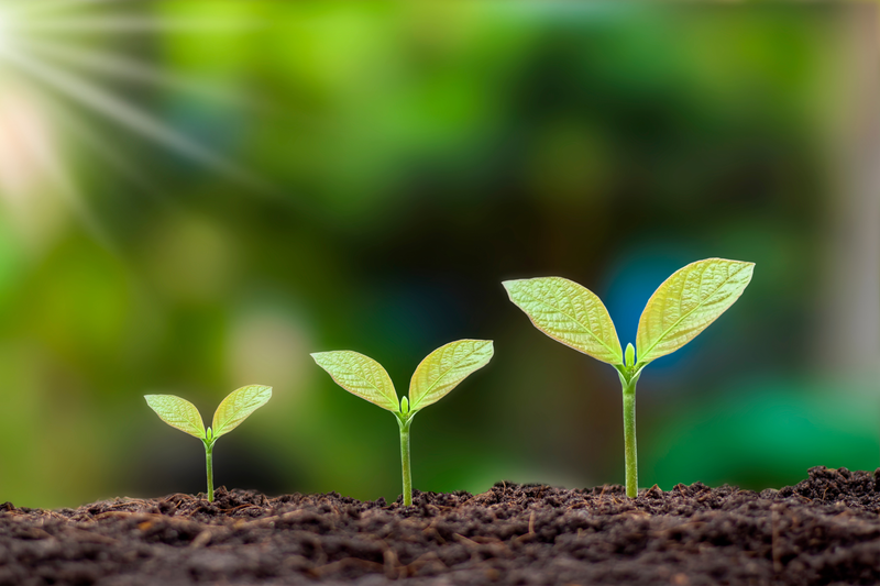 12 egyszerű és fenntartható életmód tipp kezdőknek